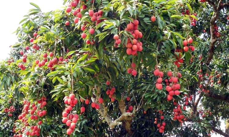 মঙ্গলবাড়িয়ার লিচুর কদর দেশজুড়ে