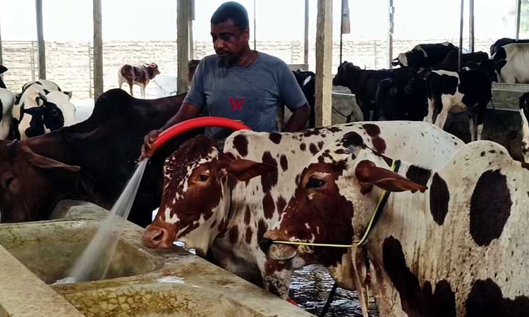 ২০টি গরু দিয়ে শুরু এখন তিন শতাধিক গরুর খামার
