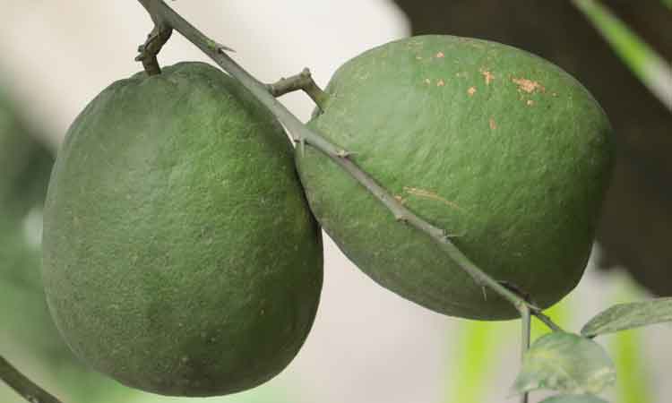 বিলুপ্তপ্রায় কিশোরগঞ্জের টাবা লেবু
