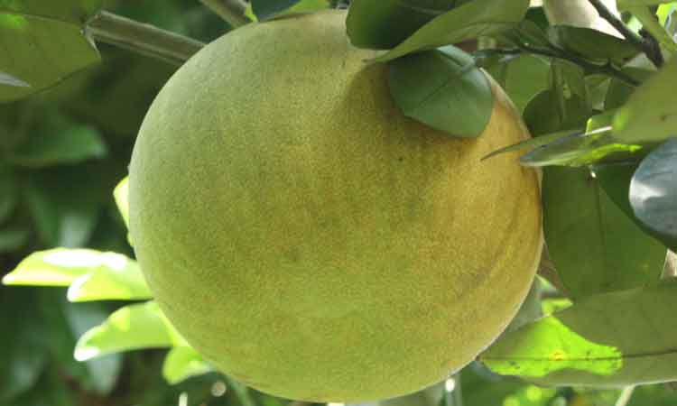 টক-মিষ্টি স্বাদের ফল বাতাবি লেবু